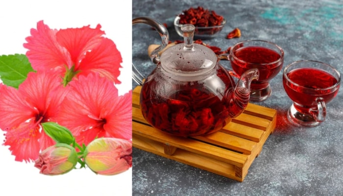 Hibiscus Tea: ಚಳಿಗಾಲದಲ್ಲಿ ಆರೋಗ್ಯಕ್ಕೆ ವರದಾನ ಈ ದಾಸವಾಳ ಟೀ