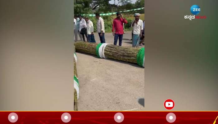 Huge Sugarcane garland fans for HD Kumaraswamy