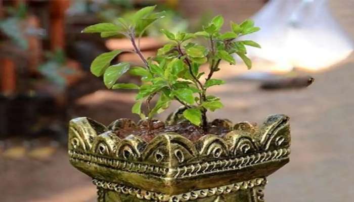 Vastu Tips for Tulsi: ತುಳಸಿ ಗಿಡದ ಬಳಿ ಈ ವಸ್ತುಗಳನ್ನು ಅಪ್ಪಿತಪ್ಪಿಯೂ ಇಡಲೇಬಾರದು: ಕ್ಷಣದಲ್ಲಿ ಬದುಕು ಬೀದಿಪಾಲಾಗುತ್ತದೆ!!