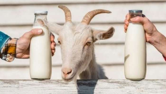Goat Milk Benefits : ಈ ಮಾರಕ ರೋಗಕ್ಕೆ ರಾಮಬಾಣ ಮೇಕೆ ಹಾಲು, ಪ್ರಯೋಜನ ತಿಳಿದ್ರೆ ಶಾಕ್‌ ಆಗ್ತೀರಾ!   