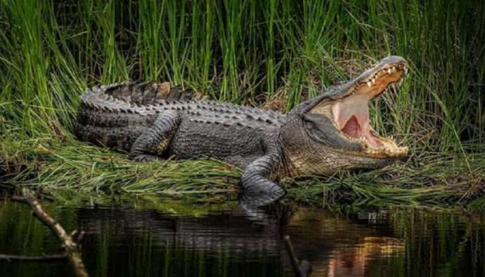 Seeing Crocodile in Dream: ಕನಸಿನಲ್ಲಿ ಮೊಸಳೆಯನ್ನು ಕಂಡರೆ ಈ ಅನಾಹುತ ಸಂಭವಿಸುವುದು ಖಚಿತ!  title=