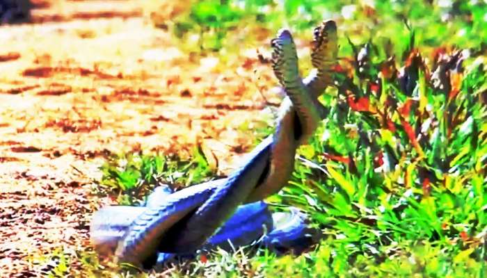 Snake Video : ಕ್ಯಾಮರಾ ಕಣ್ಣಲ್ಲಿ ಸೆರೆಯಾದ ಹಾವುಗಳ ಮಿಲನ ಮಹೋತ್ಸವ!  