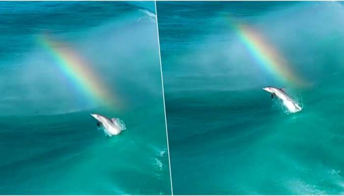 Rainbow Dolphin : ಕಾಮನಬಿಲ್ಲಿನಿಂದ ಜಿಗಿದ ಡಾಲ್ಫಿನ್.. ಅದ್ಭುತ..! ವಿಡಿಯೋ ನೋಡಿ