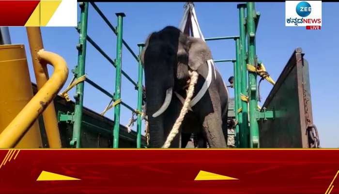 Forest Department officials have finally succeeded in capturing the elephant 