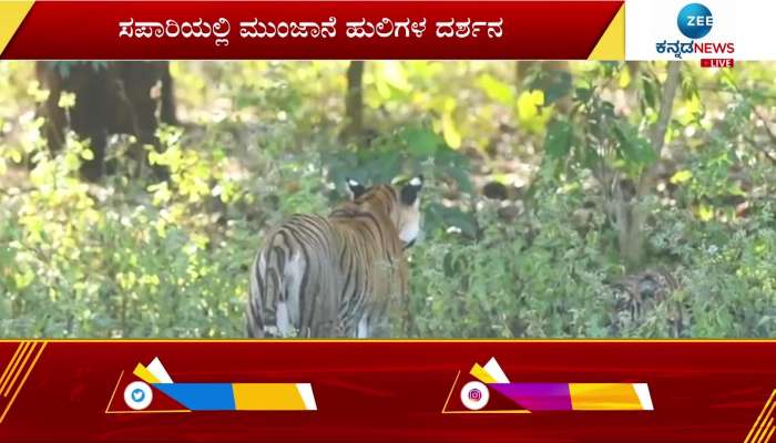 tiger found with cubs at hd kote forest