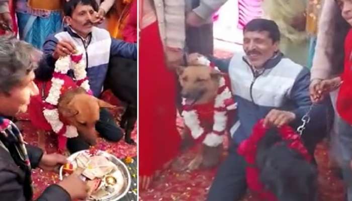 Dog Wedding : ಟಾಮಿ ಮದುಮಗ, ವಧು ಜೆಲ್ಲಿ.. ಇದು ಶ್ವಾನಗಳ ವಿವಾಹ ವೈಭವ! 