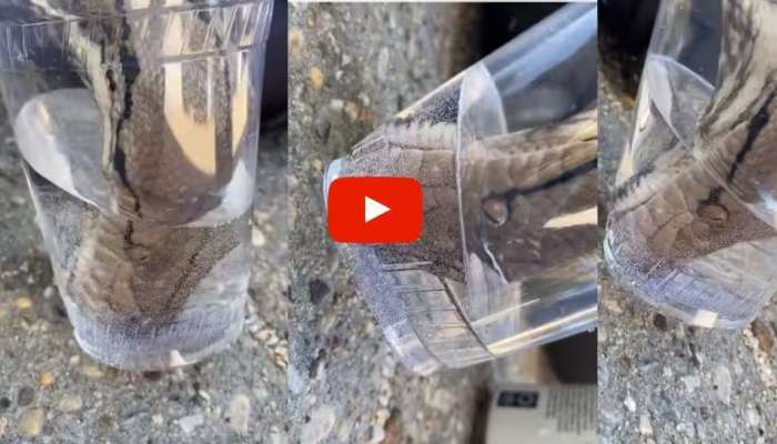Snake Video : ಲೋಟದಲ್ಲಿರುವ ನೀರನ್ನು ಗಟ ಗಟನೆ ಕುಡಿಯುವ ಹಾವು.! ಅಪರೂಪದ ವಿಡಿಯೋ ವೈರಲ್‌ 