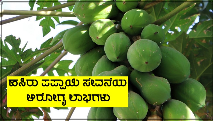 Green Papaya Benefits:  ಹಸಿರು ಪಪ್ಪಾಯಿ ಸೇವನೆಯ 5 ಪ್ರಮುಖ ಆರೋಗ್ಯ ಲಾಭಗಳು ನಿಮಗೆ ತಿಳಿದಿವೆಯೇ?