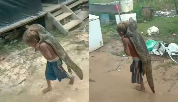 Viral Video : ಮೊಸಳೆಯನ್ನು ಬೆನ್ನ ಮೇಲೆ ಹೊತ್ತು ಸಾಗುತ್ತಿರುವ ಬಾಲಕ.. ಶಾಕಿಂಗ್‌ ವಿಡಿಯೋ ವೈರಲ್‌  