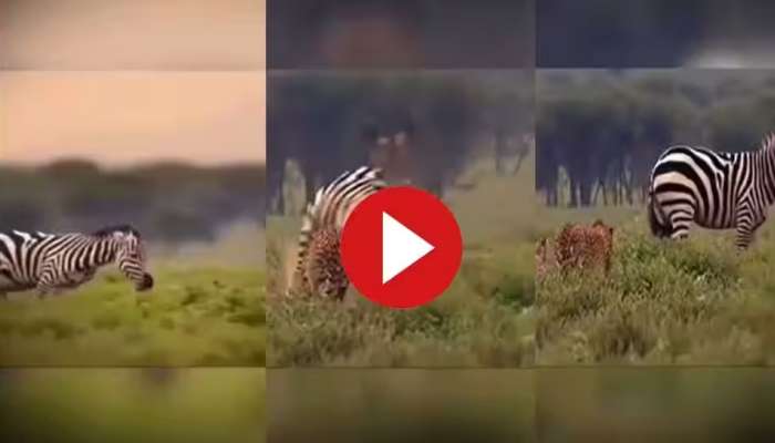 Viral Video : ಬೇಟೆಗೆ ಬಂದ ಚಿರತೆಯನ್ನು ಉಳಿಗಾಲವಿಲ್ಲ ಎಂಬಂತೆ ಓಡಿಸಿದ ಈ ಸಾಧು ಪ್ರಾಣಿ 
