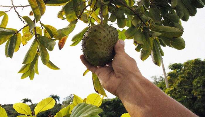 Soursop: ಕ್ಯಾನ್ಸರ್ ರೋಗವನ್ನು ಬುಡಸಮೇತ ಕಿತ್ತುಹಾಕುತ್ತೆ ಈ ಹಣ್ಣು: ಹೆಸರಿಗೆ ತಕ್ಕ ಗುಣ ಇದರದ್ದು! title=