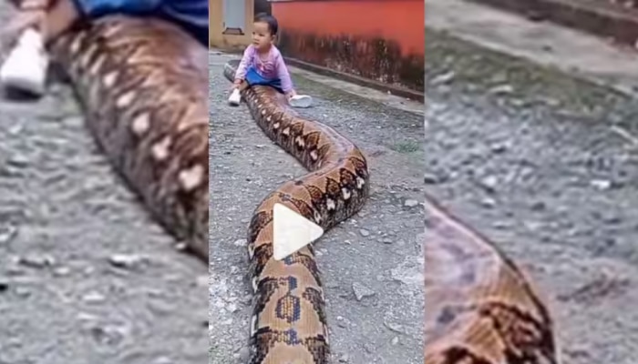 Python Snake Video: ದೈತ್ಯ ಹೆಬ್ಬಾವಿನ ಮೇಲೆ ಪುಟ್ಟ ಹುಡುಗಿಯ ಸವಾರಿ, ವಿಡಿಯೋ ವೈರಲ್ 