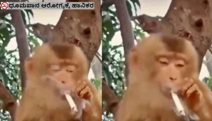 Monkey Video : ಸಖತ್‌ ಸ್ಟೈಲಾಗಿ ಸಿಗರೇಟ್‌ ಸೇದುವ ಕೋತಿ.. ನಶೆಯಲ್ಲಿ ತೇಲಾಡಿದ ಮಂಗಣ್ಣ 