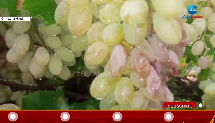 Massive grape crop damage
