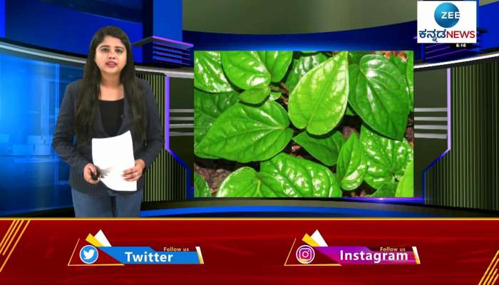 Betel leaf is a panacea for many diseases