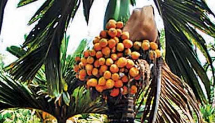 Arecanut today price: ರಾಜ್ಯದ ಮಾರುಕಟ್ಟೆಯಲ್ಲಿ ಅಡಿಕೆ ಧಾರಣೆ ಭರ್ಜರಿ ಏರಿಕೆ! title=