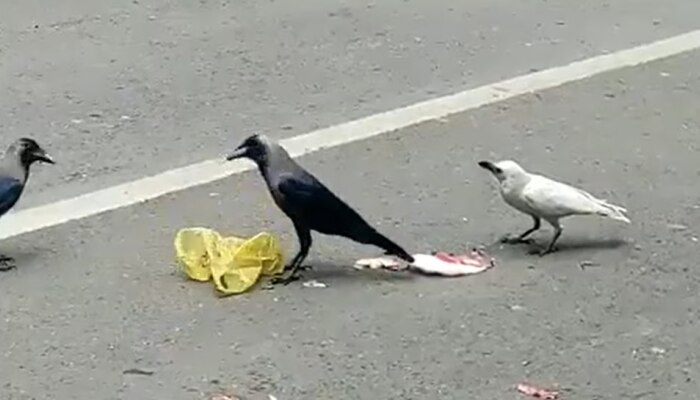 White Crow Video: ನೀವು ಎಂದಾದ್ರೂ ಬಿಳಿ ಕಾಗೆ ನೋಡಿದ್ದೀರಾ? ಭಾರತದಲ್ಲಿ ಮೊದಲ ಬಾರಿಗೆ ಕಾಣಿಸಿತು ಈ ಅಪರೂಪದ ಪಕ್ಷಿ 