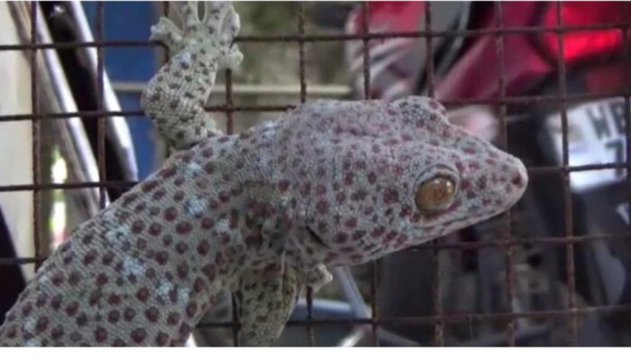 Most Precious Lizard: ಈ ಹಲ್ಲಿಯ ಬೆಲೆ ಒಂದು ಬಿಎಂಡಬ್ಲ್ಯೂಗೆ ಸಮಾನ ಎಂದ್ರೆ ನೀವು ನಂಬ್ತೀರಾ? 100% ನಿಜ!