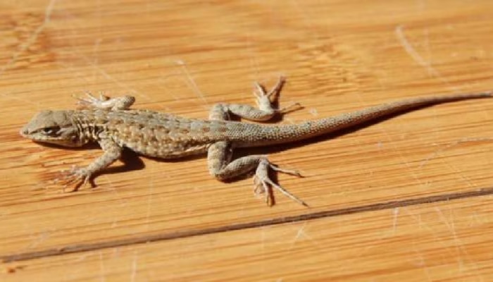 Lizard Indication: ಮನೆಯಲ್ಲಿ ಹಲ್ಲಿ ನೋಡುವುದು ಶುಭ ಅಥವಾ ಅಶುಭ ಸಂಕೇತವೇ? 