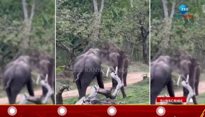 Election war in Karnataka elephant fight in forest