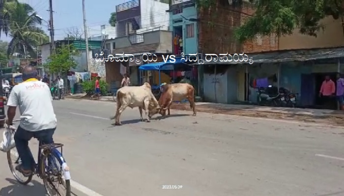 Bull Fight Video: ಗದಗದಲ್ಲಿ ಸಿದ್ದರಾಮಯ್ಯ vs ಬೊಮ್ಮಾಯಿ ಗೂಳಿ ಕಾಳಗ!