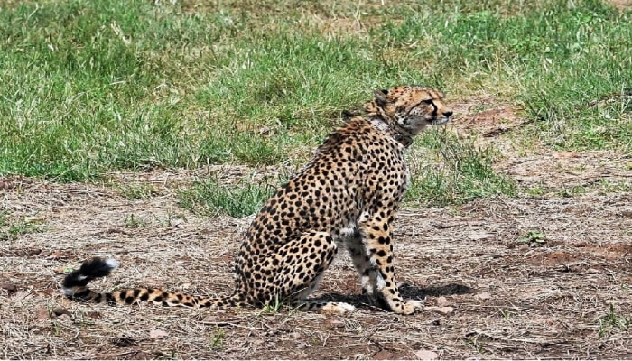 Cheetah Daksha Died: ಕುನೋ ರಾಷ್ಟ್ರೀಯ ಉದ್ಯಾನದಲ್ಲಿ ಮತ್ತೊಂದು ಚಿರತೆ ಸಾವು!