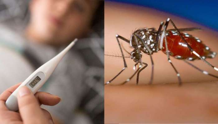 National Dengue Day 2023: ಡೆಂಗ್ಯೂ ರೋಗದ ಲಕ್ಷಣ, ಕಾರಣ ಮತ್ತು ನಿಯಂತ್ರಣ ಕ್ರಮಗಳ ಮಾಹಿತಿ ಇಲ್ಲಿದೆ ನೋಡಿ  title=