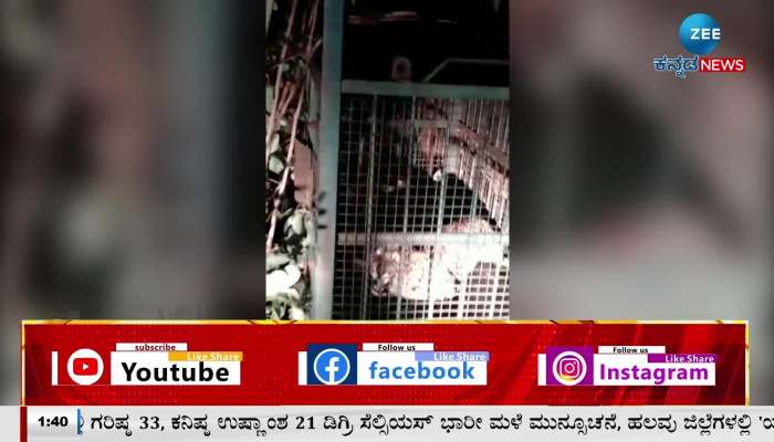 Leopard that created fear around T Narasipur was captured