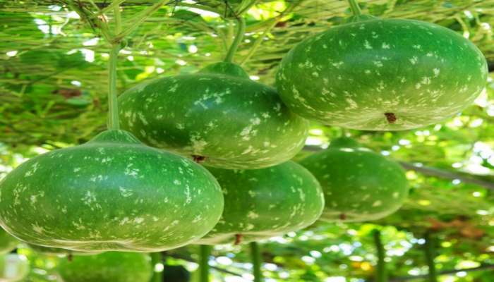 Bottle Gourd Benefits: ಸೋರೆಕಾಯಿ ಕಂಡರೆ ಸಿಡಿಮಿಡಿ ಮಾಡುವವರು ಈ ಲೇಖನ ಓದಿ... title=