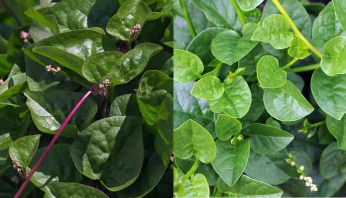 Spinach Benefits: ಬಸಳೆ ಬಳ್ಳಿ ಬಗ್ಗೆ ಬಲ್ಲಿರಾ...ಅದರ ಸೇವನೆಯಿಂದ ಆರೋಗ್ಯಕ್ಕಿದೆ ಹಲವಾರು ಪ್ರಯೋಜನಗಳು! title=