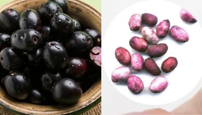 Blue Berry Seeds Benefits: ನೇರಳೆ ಹಣ್ಣು, ಬೀಜದಲ್ಲಿ ಅಡಗಿದೆ ಆರೋಗ್ಯದಾಯಕ ಗುಣ! title=