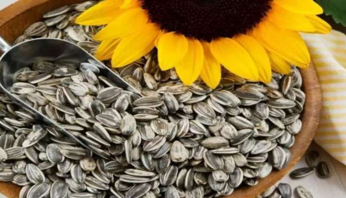 Sunflower Seeds: ಸೂರ್ಯಕಾಂತಿ ಹೂ, ಬೀಜಗಳ ಪ್ರಯೋಜನ ಅಪಾರ...! title=