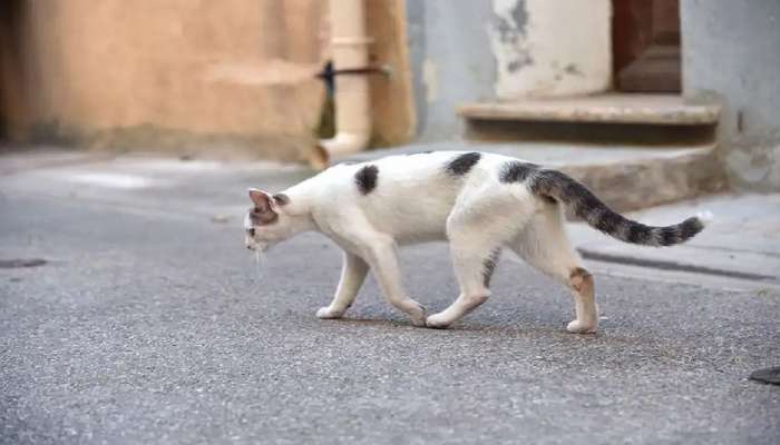 Cat in Shastra: ದಾರಿಯಲ್ಲಿ ಬೆಕ್ಕು ಅಡ್ಡಬಂದರೆ ನೀವು ಅರ್ಧಕ್ಕೇ ನಿಲ್ಲುತ್ತೀರಾ? ಈ ಶಕುನಗಳ ಅರ್ಥವೇನು ಗೊತ್ತಾ? 