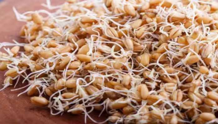 Sprouted Wheat Benefits: ಮೊಳಕೆಯೊಡೆದ ಗೋಧಿ ತಿಂದರೆ ಆರೋಗ್ಯಕ್ಕಿದೆ ಈ 3 ಅದ್ಭುತ ಪ್ರಯೋಜನ!  title=