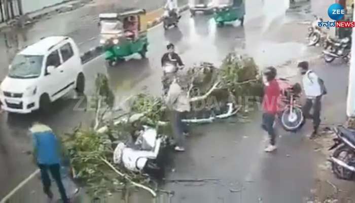 Rain: Tree falls on two wheeler rider