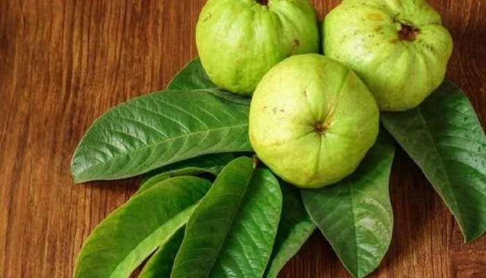 Guava Leaf: ಈ 4 ಆರೋಗ್ಯ ಸಮಸ್ಯೆಗಳಿಗೆ ರಾಮಬಾಣ ಪೇರಲ ಎಲೆ.. ಹೀಗೆ ಸೇವಿಸಿ   title=