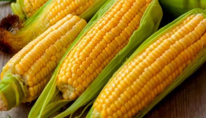 Corn Benefits: ಮೆಕ್ಕೆಜೋಳ ಬರೀ ಟೈಂ ಪಾಸ್‌ ಅಲ್ಲ...ಆರೋಗ್ಯಕ್ಕೂ ಒಳ್ಳೆಯದು..! title=