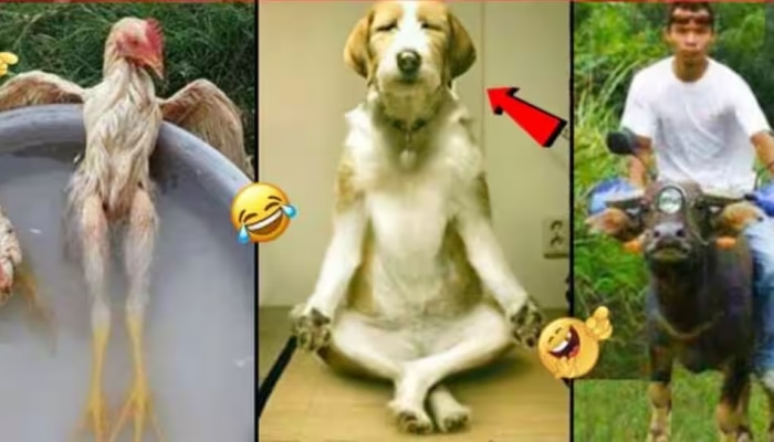 Funny Video: ಈ ವಿಡಿಯೋ ನೋಡಿ ನಗು ತಡೆಯಲಾಗಲ್ಲ.. ಪ್ರಾಣಿಗಳೂ ಹೀಗೆಲ್ಲಾ ಮಾಡುತ್ತವೆಯೇ?   title=