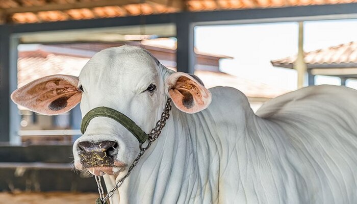 Expensive Cow: ಇದೇ ನೋಡಿ ವಿಶ್ವದ ಅತ್ಯಂತ ದುಬಾರಿ ಹಸು, ಬೆಲೆ ಕೇಳಿದ್ರೆ ಬೆಚ್ಚಿಬೀಳ್ತೀರಾ! title=