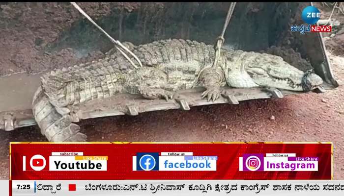 Use of bulldozer to catch huge crocodile