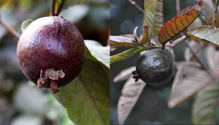 Black Guava: ಕಪ್ಪು ಪೇರಲ.. ಮಧುಮೇಹಕ್ಕೆ ಶಾಶ್ವತ ಪರಿಹಾರ, ಆರೋಗ್ಯಕ್ಕಿದೆ ಇಷ್ಟೆಲ್ಲ ಲಾಭ! 