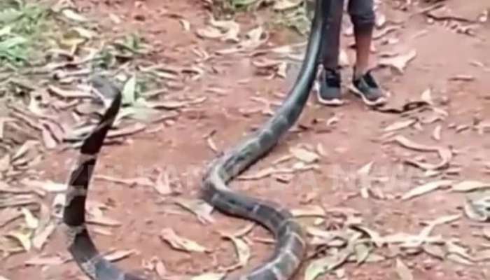 small boy handaling Largest Venomous Snake