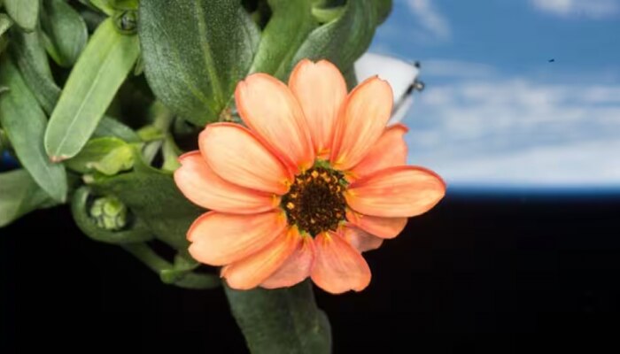 Zinnia Flower: ಈ ಹೂವು ಬಾನಂಗಳದಲ್ಲಿ ಅರಳಿದೆಯಂತೆ! ಹೇಗೆ ಸಾಧ್ಯ ಅಂತೀರಾ? ವಿಜ್ಞಾನಿಗಳಿಗೂ ಇದೆ ಪ್ರಶ್ನೆ ಕಾಡುತ್ತಿದೆ