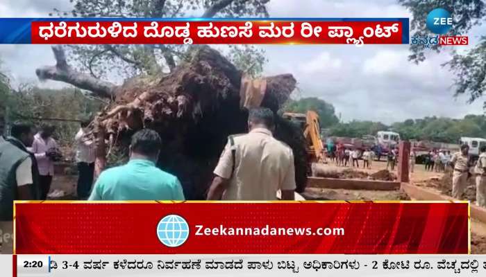 Re-plant a wilted large tamarind tree