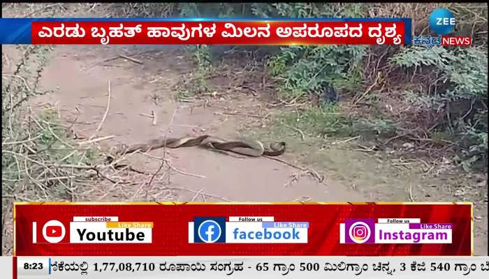 Snakes Viral video in Karadkal village of Raichur