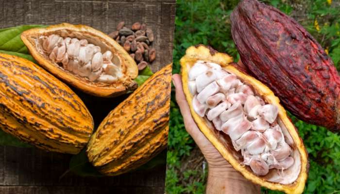 Cocoa Fruit: ಈ ರೋಗಗಳನ್ನು ಬುಡ ಸಮೇತ ಕಿತ್ತು ಹಾಕಲು ʼಕೊಕೊ ಹಣ್ಣುʼ ಸಹಾಯಕ..! title=