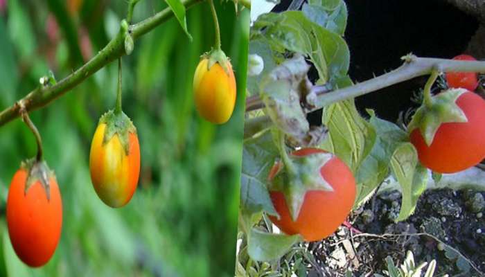Wild Tomato: ಊರಲ್ಲ...ʼಕಾಡು ಟೊಮೆಟೊʼ ಬಗ್ಗೆ ನಿಮಗೆಷ್ಟು ಗೊತ್ತು..? 