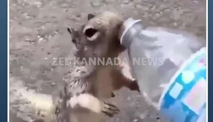 Video of squirrel drinking water goes viral