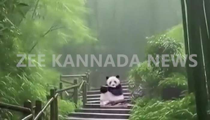  panda enjoying the rain viral video 