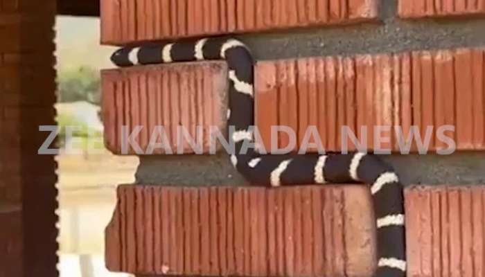 snake viral video 